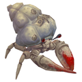 Barnacled Hermit Crab