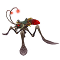 Crimson Water Strider