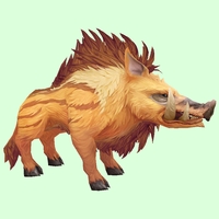 Orange Boar