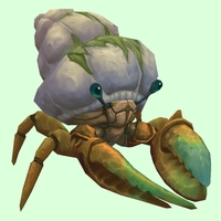 Bronze Hermit Crab w/ Algal Shell