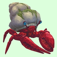 Ruby & Sapphire Hermit Crab w/ Algal Shell