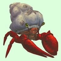 Red Hermit Crab w/ Barnacled Shell