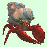 Red Hermit Crab w/ Pale Orange & Blue Shell