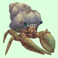 Ivory Hermit Crab w/ Barnacled Shell