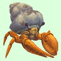 Orange Hermit Crab w/ Barnacled Shell