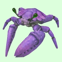 Purple Crab