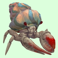 Red & White Hermit Crab w/ Pale Orange & Blue Shell