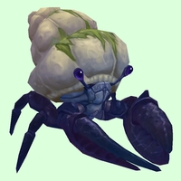 Indigo Hermit Crab w/ Algal Shell