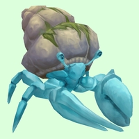 Light Blue Hermit Crab w/ Algal Shell