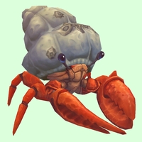 Vermilion Hermit Crab w/ Barnacled Shell