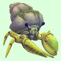 Yellow Hermit Crab w/ Algal Shell