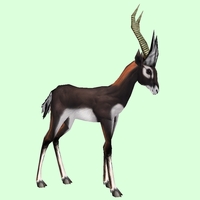 Black Gazelle