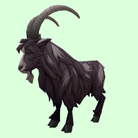 Spotted Black Goat