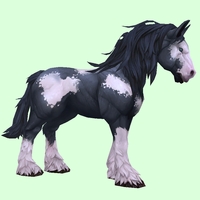 Piebald Horse w/ Long Mane