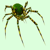 Jungle Spider