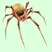 Tan Spider