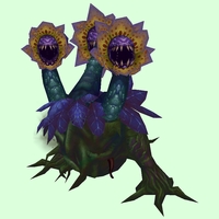 Yellow, Purple & Dark Blue Mandragora