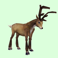 Reindeer