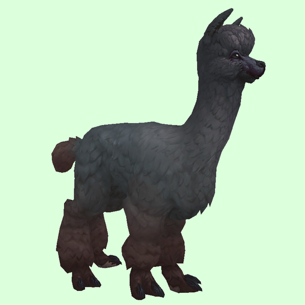 Black Alpaca