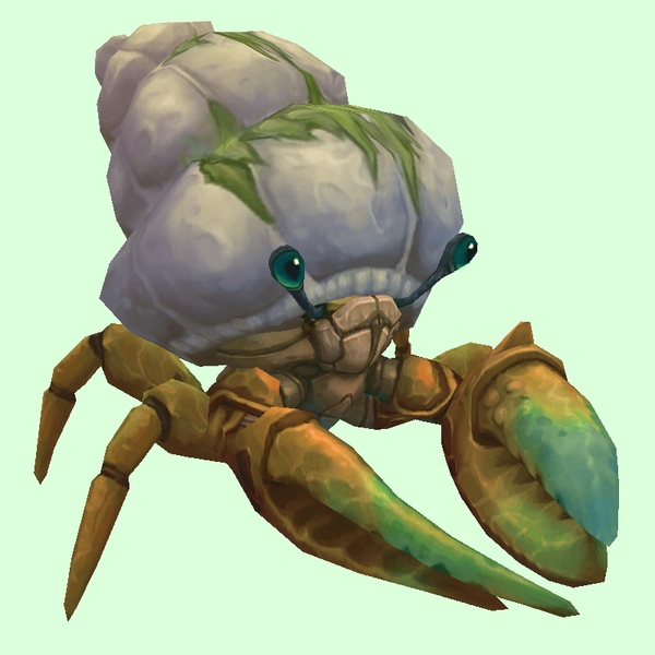 Bronze Hermit Crab w/ Algal Shell