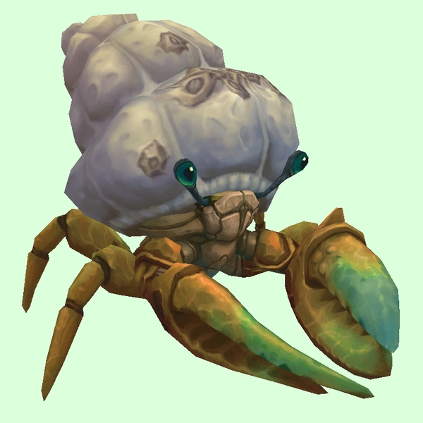 Bronze Hermit Crab w/ Barnacled Shell