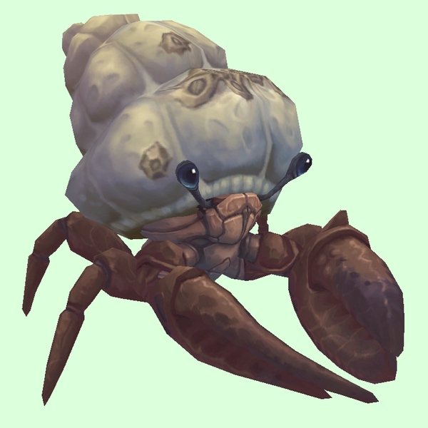 Brown Hermit Crab w/ Barnacled Shell