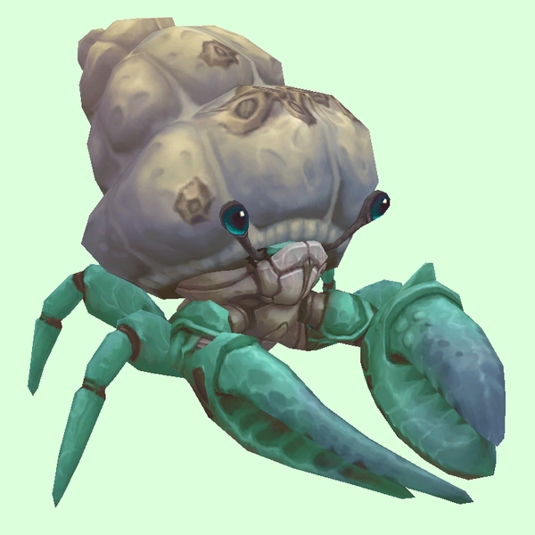 Teal Hermit Crab w/ Barnacled Shell