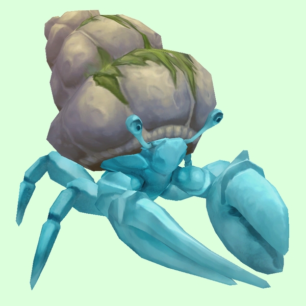 Light Blue Hermit Crab w/ Algal Shell