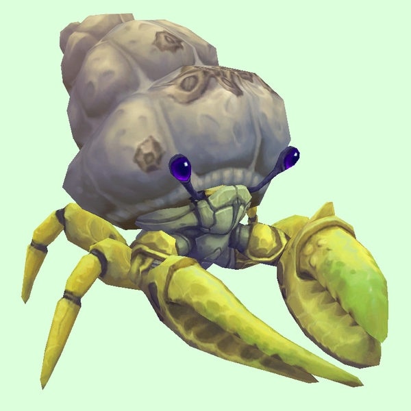 Yellow Hermit Crab w/ Barnacled Shell