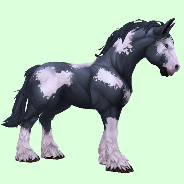 Piebald Horse