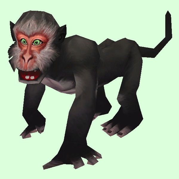 Black Monkey