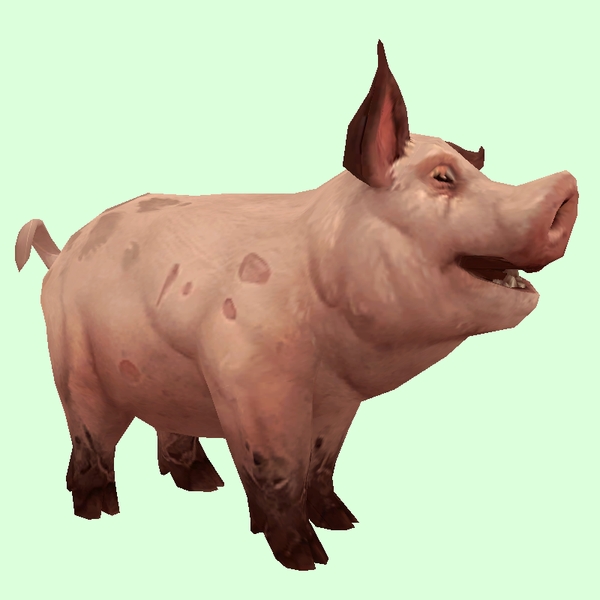 Pink Pig